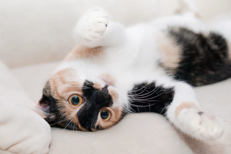 Chat qui bande : Pourquoi et que faire ?                   