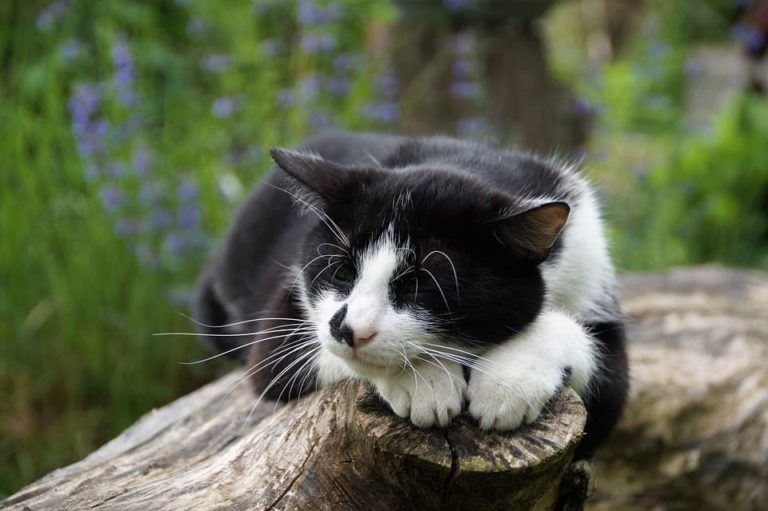 Combien de temps dort un chat d’appartement ?