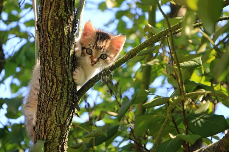 Chat de 2 mois : Tout ce qu’il faut savoir Chat de 2 mois : Tout ce qu’il faut savoir