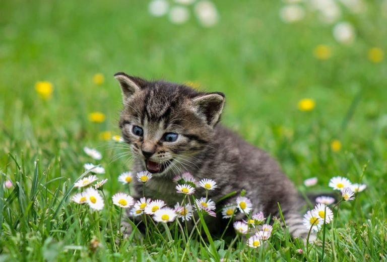 Quelle est la taille d’un chat de 2 mois ?