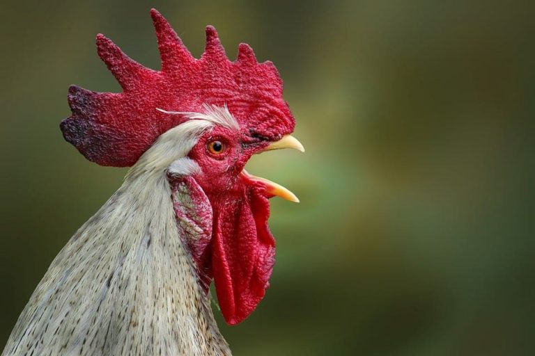 Faut-il donner du poulet a un chat ?