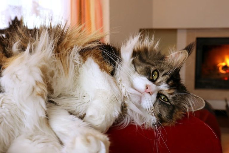 Durée de vie du Maine Coon : La moyenne et comment l’augmenter ? Durée de vie du Maine Coon : La moyenne et comment l’augmenter ?