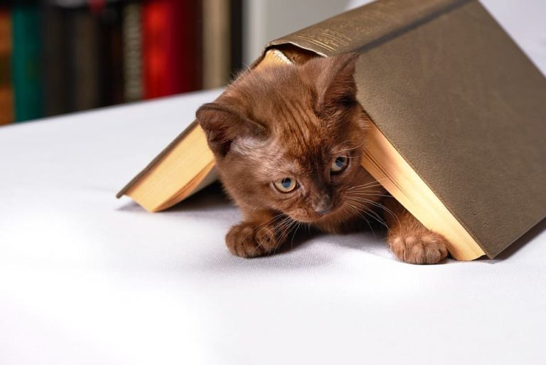 Emmener son chat dans une autre maison : Le guide