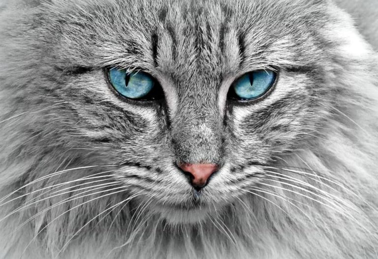 Comment faire maigrir un chat ?