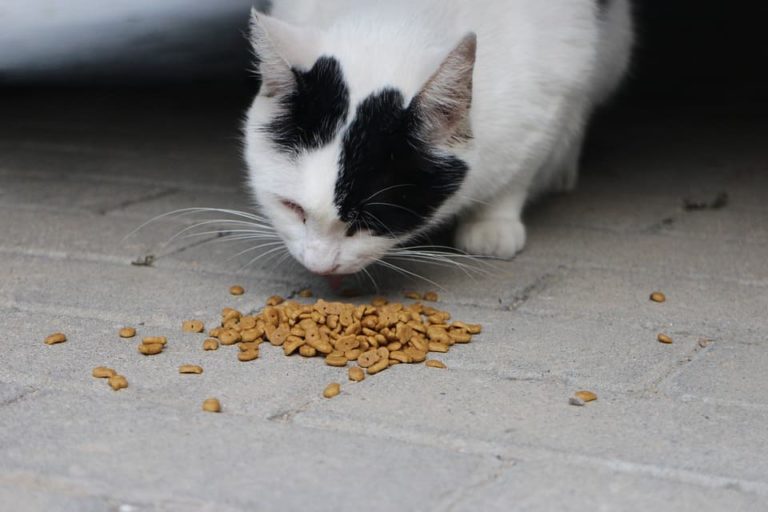 Je n’ai plus de croquettes pour mon chat : Que puis-je lui donner à manger ?