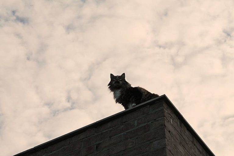 Maine Coon Black Smoke : Tout ce qu’il faut savoir Maine Coon Black Smoke : Tout ce qu’il faut savoir