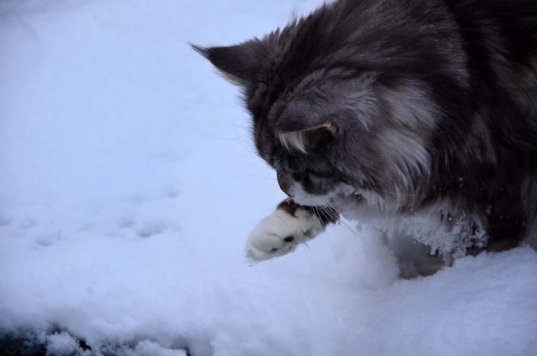 Maine Coon bleu : Tout ce qu’il faut savoir Maine Coon bleu : Tout ce qu’il faut savoir