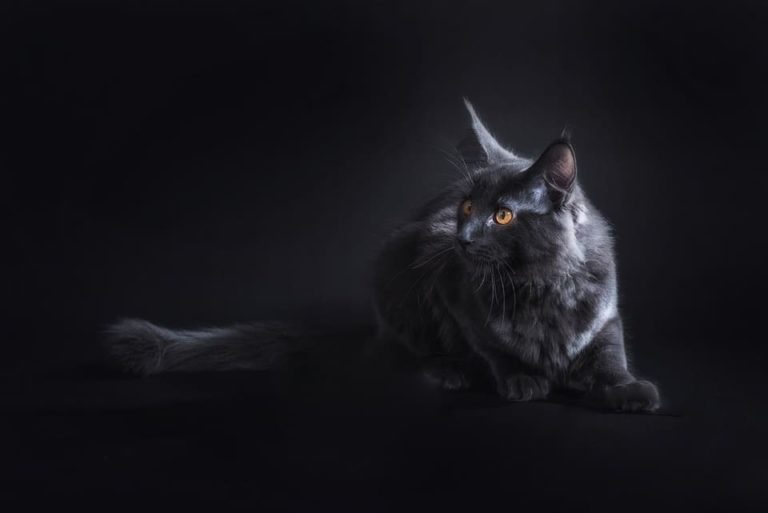 Maine Coon Blue Smoke : Tout ce qu’il faut savoir Maine Coon Blue Smoke : Tout ce qu’il faut savoir
