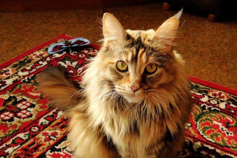Maine Coon femelle : Tout ce qu’il faut savoir Maine Coon femelle : Tout ce qu’il faut savoir