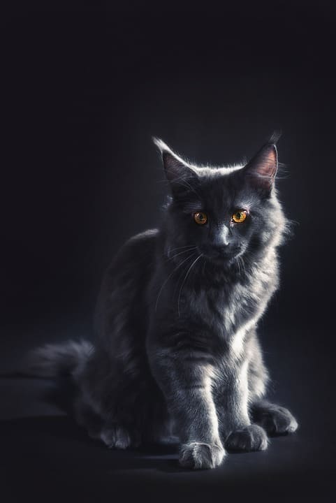 Maine Coon Gris : Tout ce qu’il faut savoir Maine Coon Gris : Tout ce qu’il faut savoir