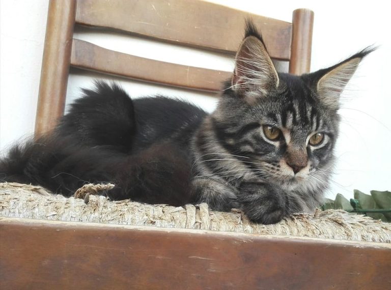 Maine Coon noir et gris : Tout ce qu’il faut savoir Maine Coon noir et gris : Tout ce qu’il faut savoir