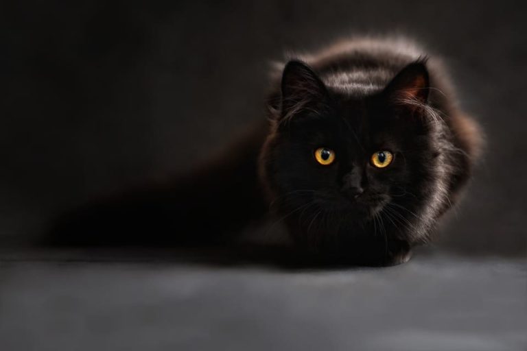 Maine Coon marron : Tout ce qu’il faut savoir Maine Coon marron : Tout ce qu’il faut savoir
