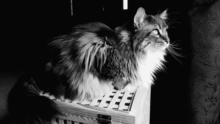 Maine Coon noir et blanc : Tout ce qu’il faut savoir
