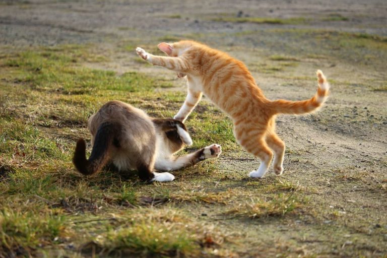 Maine Coon vs Siamois : Le comparatif