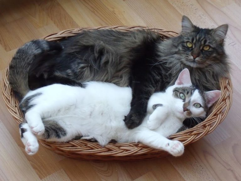 Maine Coon VS chat normal : Toutes les différences