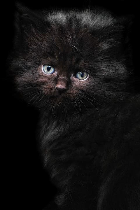 Quel est le prix d’un Maine Coon Noir ?