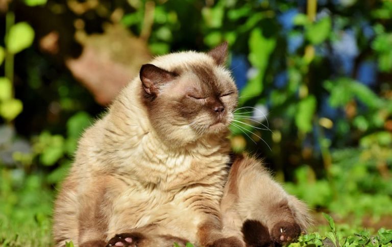 Repousse des poils du chat : Tout ce qu’il faut savoir