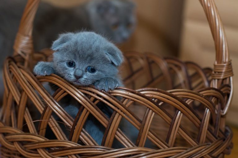 Quelle est la taille d’un chat de 1 mois ?