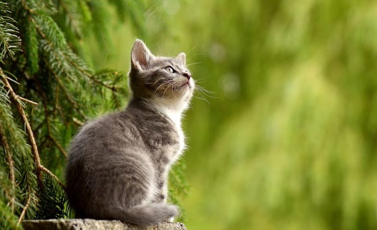 Quelle est la taille d’un chat de 4 mois ?