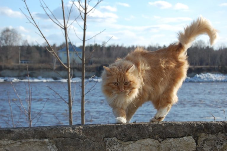 Quelle est l’espérance de vie d’un chat stérilisé ?