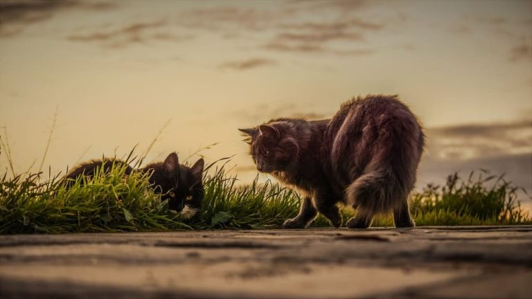 Anus du chaton qui ressort : Pourquoi et que faire ? Anus du chaton qui ressort : Pourquoi et que faire ?