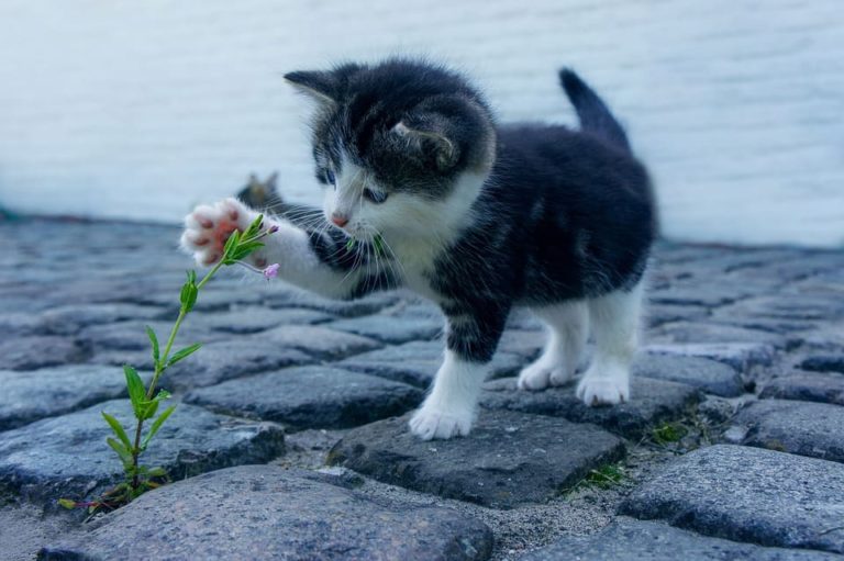 Chat de 4 mois : Tout ce que vous devez savoir