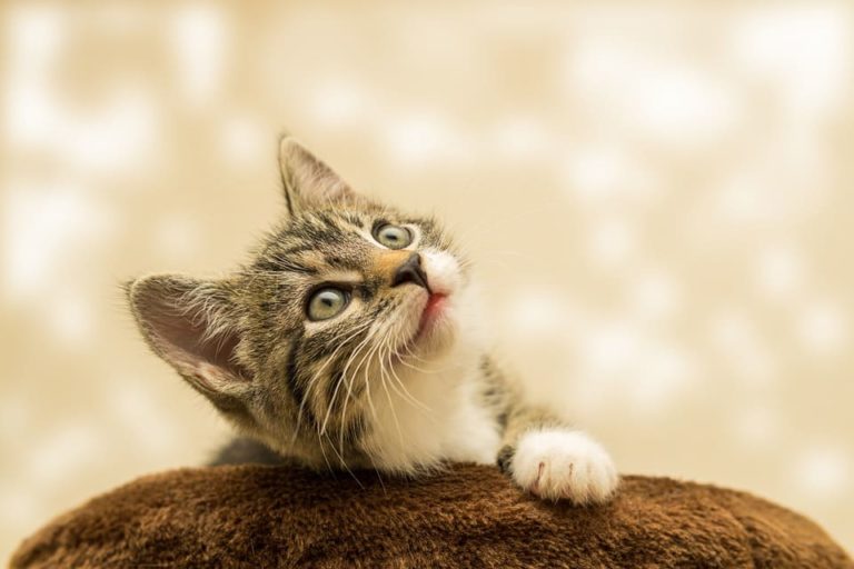 Chat de 5 mois : Tout ce qu’il faut savoir