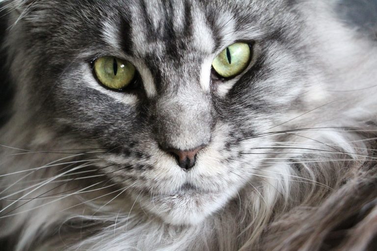 Comment reconnaitre un chat croisé Maine Coon ?