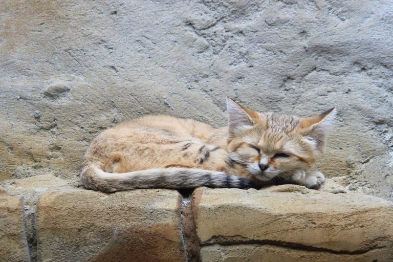 Chat des sables : Tout ce qu’il faut savoir (prix, comportement, taille…)