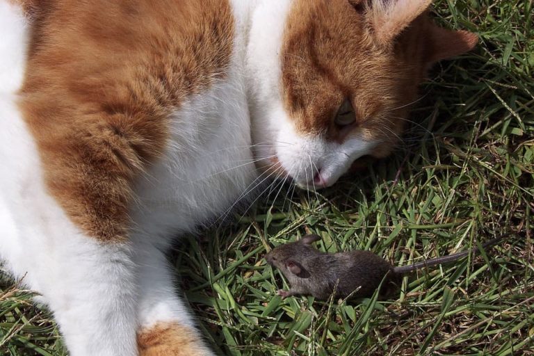 Combien de temps faut-il pour qu’un chat mort devienne raide ?