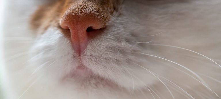 Chat qui a le nez bouché et des ronflements : Pourquoi et que faire ?