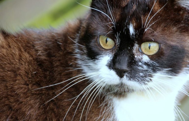 Chat qui a le nez noir : Pourquoi et que faire ?