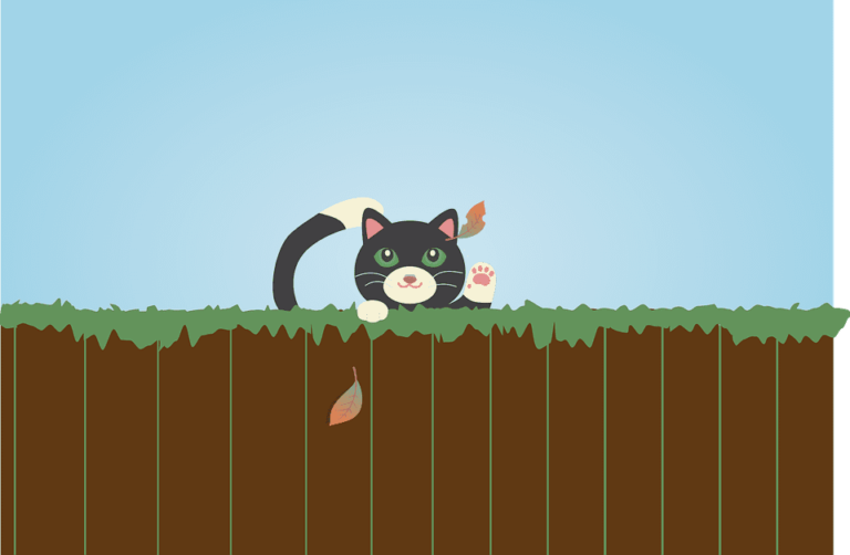 Chat polydactyle : Tout ce qu’il faut savoir
