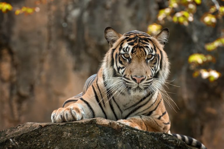 Chat qui ressemble a un tigre : Les races et tout ce qu’il faut savoir