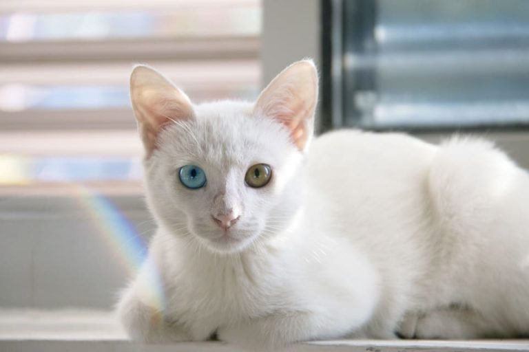 Chat aux yeux vairons : Tout ce qu’il faut savoir