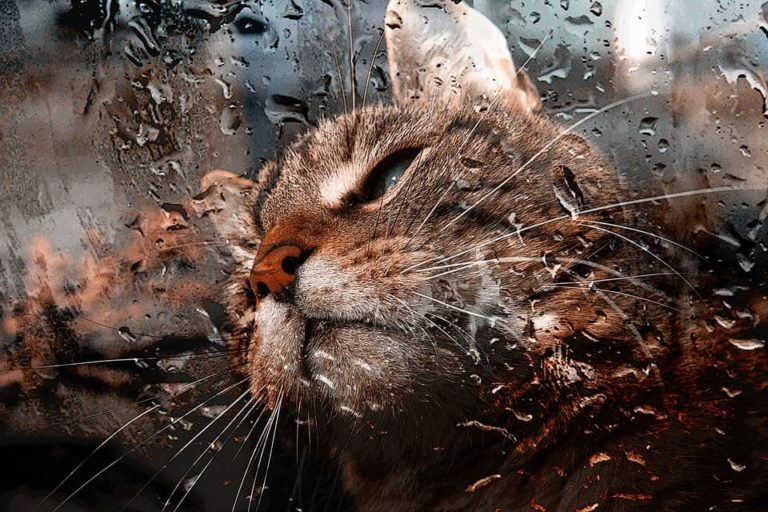 Chat qui a les yeux vitreux : Pourquoi et que faire ?