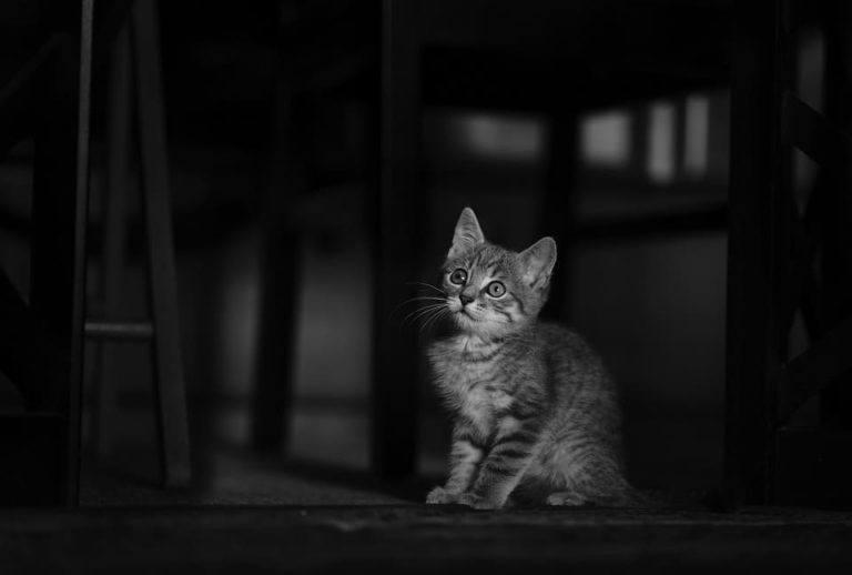 Chat de 3 mois : Tout ce qu’il faut savoir
