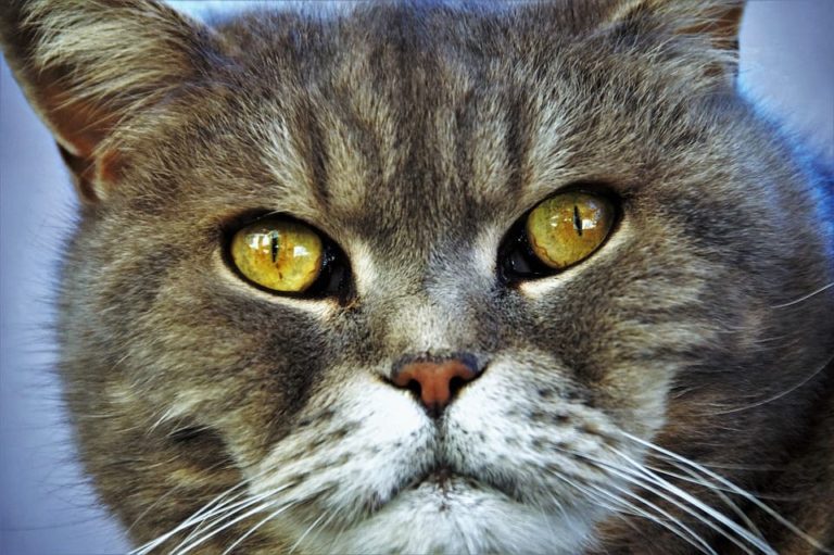 Chat aux yeux jaunes : Tout ce qu’il faut savoir Chat aux yeux jaunes : Tout ce qu’il faut savoir