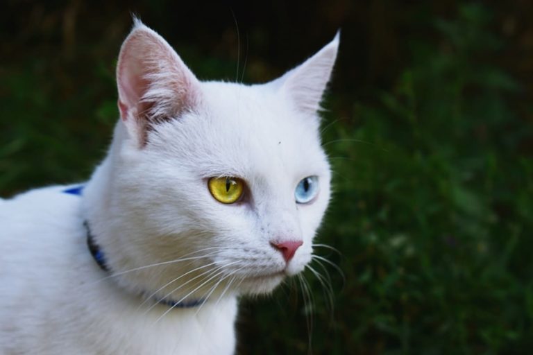 Khao Manee : Tout ce qu’il faut savoir Khao Manee : Tout ce qu’il faut savoir