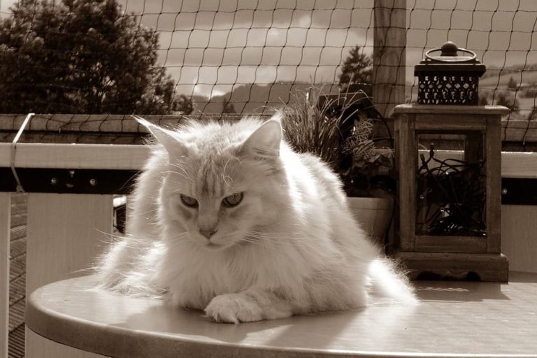 Laisser un Maine Coon seul : Tout ce qu’il faut savoir