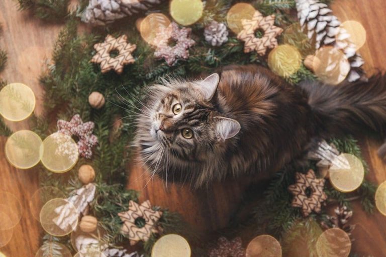 Maine Coon chaton : La démarche d’adoption et tout ce qu’il faut savoir