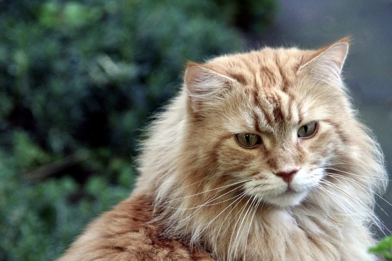 Maine Coon Crème : Tout ce qu’il faut savoir