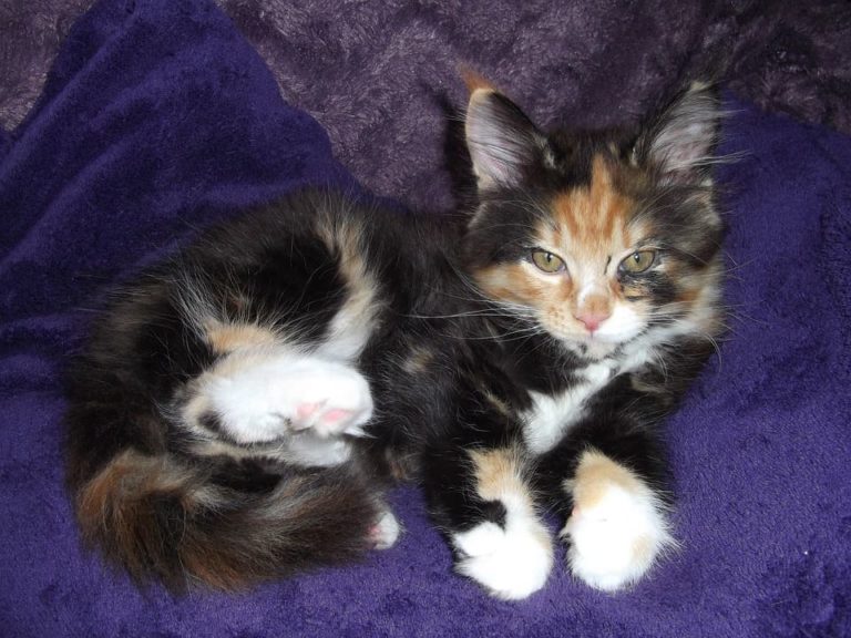 Maine Coon de couleur rare : Tout ce qu’il faut savoir
