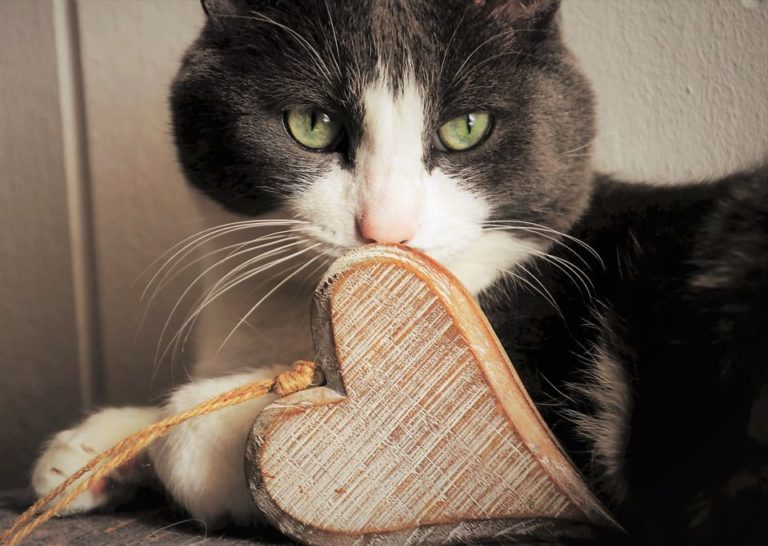 La symbolique du chat