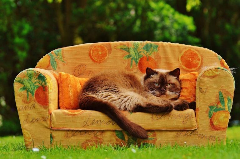 Odeur d’urine de chat sur le canapé : Pourquoi et que faire ?