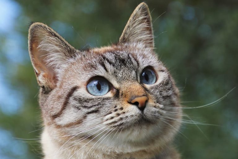 Chat qui a les yeux qui coulent et des éternuements : Pourquoi et que faire ?