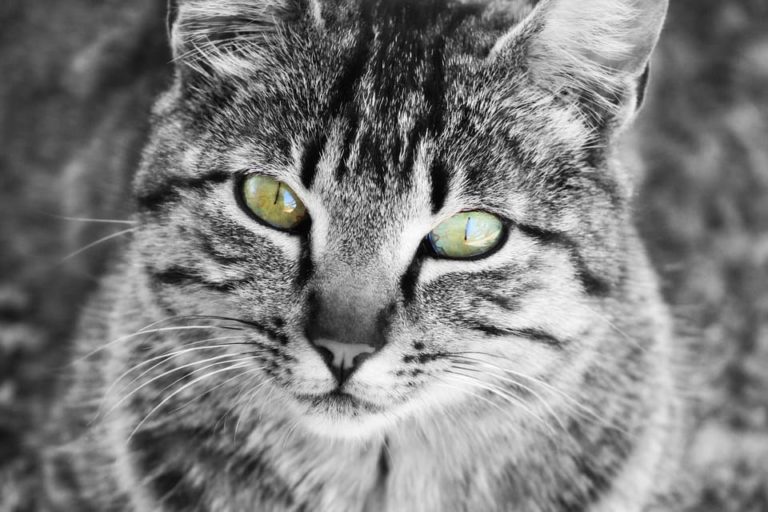 Quel chat ne donne pas d’allergie ?
