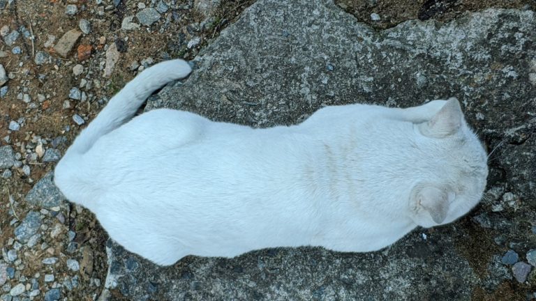 Mon chat me tourne le dos : Pourquoi et que faire ?