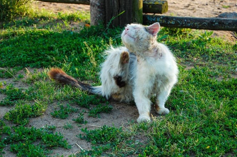 Pourquoi mon chat qui ne sort pas à des puces ?