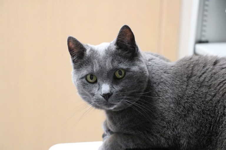  Comment savoir quand mon chat va mourir ?